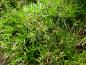 Preview: Flächige Anpflanzung des Waldhainsimse