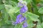 Preview: Skäggbuske Grand Bleu, Caryopteris clandonensis Grand Bleu