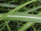 Preview: Detail vom Blatt bei Miscanthus sinensis Malepartus