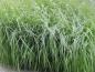 Preview: .Molinia caerulea