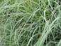 Preview: .Molinia caerulea