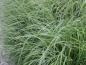 Preview: .Molinia caerulea