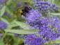 Preview: Die Blüten der Bartblume Kew Blue sind gute Bienenweiden