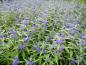 Preview: Blüten von Caryopteris Kew Blue