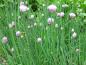 Preview: Allium schoenoprasum - Gehört in jeden Kräutergarten
