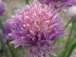 Preview: .Allium schoenoprasum