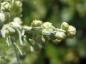 Preview: .Artemisia absinthium