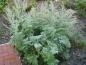 Preview: Artemisia absinthium als Solitärstaude