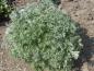 Preview: .Artemisia absinthium