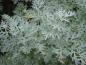 Preview: Artemisia absinthium, der Wermut