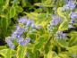 Preview: Blüte von Caryopteris clandonensis Summer Sorbet