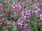 Preview: .Thymus citriodorus Silver King