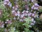 Preview: .Thymus citriodorus Silver King