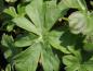 Preview: .Geranium cantabrigiense Cambridge