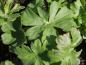 Preview: .Geranium cantabrigiense Cambridge