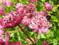 Preview: Blüte in Nahaufnahme der Sterndolde Claret