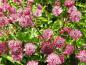 Preview: Blütenpracht Astrantia major Claret