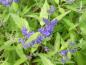 Preview: Caryopteris clandonensis Worcester Gold mit blauen Blüten