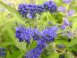 Preview: Caryopteris clandonensis Worcester Gold, Aufnahme Mitte September