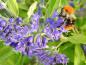 Preview: Wird gerne von Insekten besucht: Caryopteris clandonensis Worcester Gold