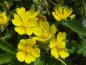 Preview: Blütenflor von Potentilla neumanniana