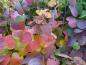 Preview: Hübsches Herbstlaub: die Doppelblüte