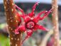 Preview: Disanthus cercidifolius in Blüte (Aufnahme vom November)