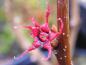 Preview: Disanthus cercidifolius
