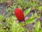 Preview: Erdbeer-Himbeere - erbeerartige, rote Frucht