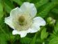 Preview: Eine Blüte und Knospe des Rubus illecebrosus (Erdbeer-Himbeere)
