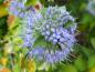 Preview: Blaue Blüten und silbrige Blätter - die Graufilzige Bartblume