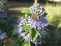 Preview: Die Graufilzige Bartblume - ein Bienennährgehölz