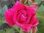 Preview: Rose Laguna in Blüte