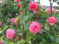 Preview: Gefüllte rosa Blüten - Rose Laguna