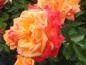 Preview: Hübsche Blüte der Rose Little Sunset