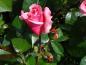 Preview: Knospige Blüte von Rose Zaide