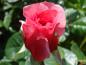 Preview: Blüte von Rose Zaide