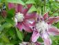 Preview: Blüte von Clematis Josephine