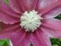 Preview: Rosa-weiß gestreifte Blüte der Clematis Josephine