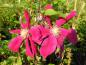 Preview: Klematis Sunset, Clematis Sunset