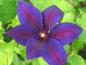 Preview: Clematis Wildfire