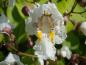 Preview: Blüte von Catalpa bignonioides Aurea