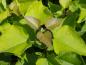 Preview: Catalpa bignonioides Aurea mit rötlichem Blattaustrieb