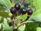 Preview: Schwarze Früchte bei Crataegus chlorosarca