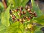 Preview: rötlich-braune Kelchblätter der Blüte des Crataegus chlorosarca