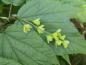 Preview: Blüten bei Acer pensylvanicum im Mai