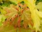 Preview: Orangegelber Austrieb des Kugelgoldahorns