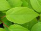Preview: Strahlengriffel (Actinidia arguta) - junge hellgrüne Blätter mit rotem Blattstielen