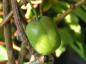 Preview: Strahlengriffel (Actinidia arguta) - kleine kiwiartige Früchte