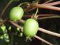 Preview: Strahlengriffel (Actinidia arguta) - aromatische, essbare Früchte